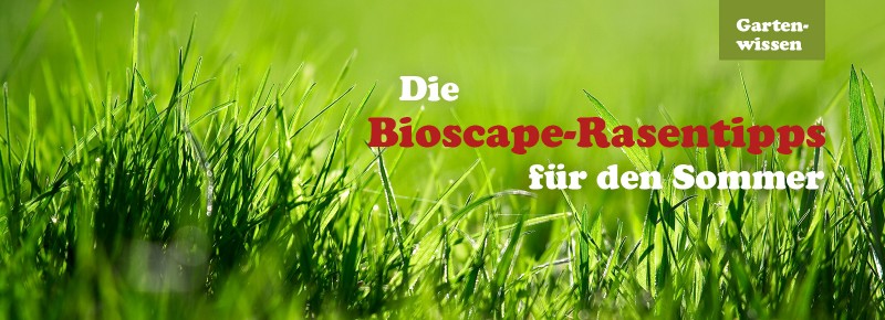 Die Bioscape-Rasentipps für den Sommer
